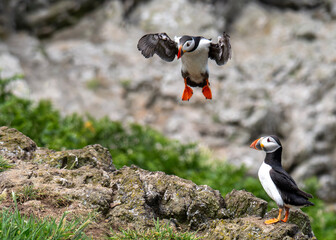 atlantic puffin or common puffin © Anthony