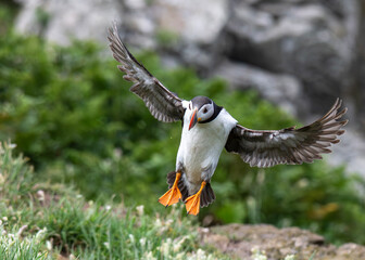 atlantic puffin in flight © Anthony