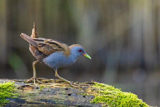 A detailed, close-up full-body shot of a male Little Crake (Zapornia parva / Porzana parva) stepping carefully on an old, moss-covered log. 