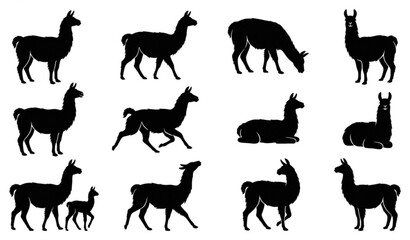 Llama Silhouette Vector Set – Collection of Black Llama Silhouettes Isolated on White © Tohosina
