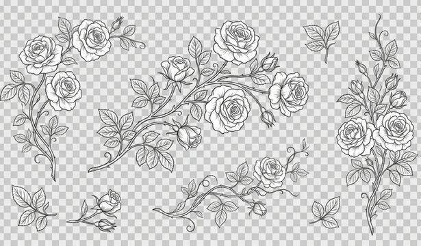 Decorative Climbing Rose Branches Vector &ndash; Black Floral Outline Illustration