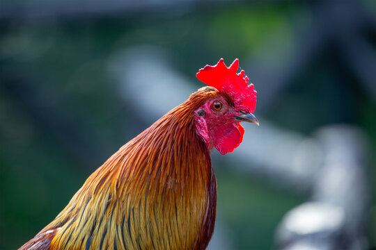 Male Red Junglefowl head and neck portrait