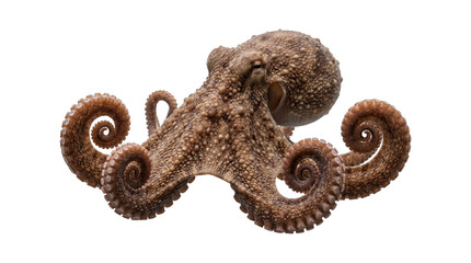 Detailed portrait of giant octopus with textured skin and curled tentacles isolated on transparent background for marine life science or ocean studies. © Isolated_png