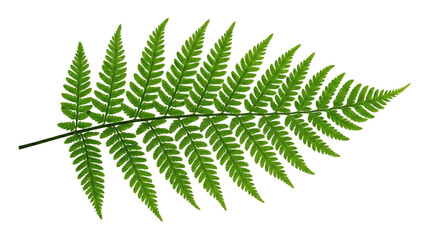 Green fern leaf plant foliage branch detail for natural organic botanical design element isolated on transparent background high resolution png image file. © Isolated_png