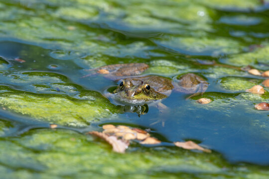 Close up of a Perz's frog (pelophylax perezi) in the water