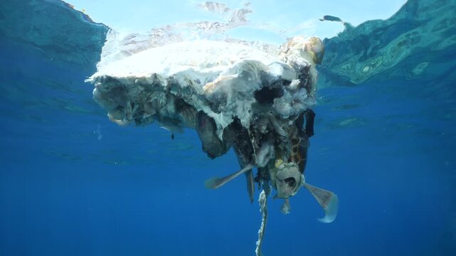a dead sea turtle drifting on the surface of water underwater shot
