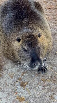 fluffy nutria on a sandy river bank close up animal portrait in natural environment