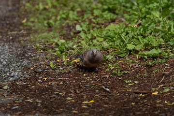 Naklejka premium Bird forest path ground leaf gravel nature wildlife brown green small bird standing on damp forest path beside leaf litter and gravel, natural woodland habitat with soft focus