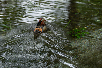 Naklejka premium Duck water stream ripple bird nature swimming wetland pond wildlife, Duck swimming through clear stream water with ripple pattern, natural wetland scene with stone bed, green plant, calm wildlife