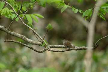 Naklejka premium Bird branch forest leaf nature green wildlife tree small brown small brown bird perched on branch in green forest with leafy tree foliage, natural wildlife scene, soft blurred woodland background