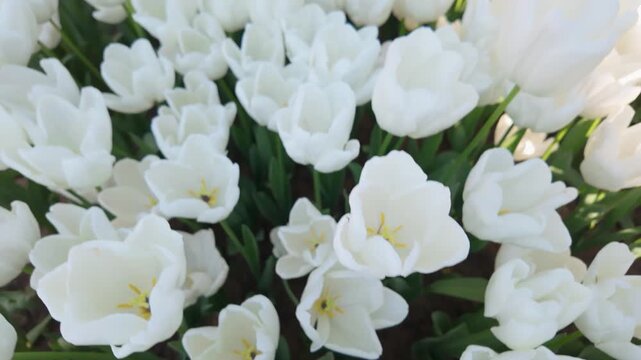 Close up of white tulips in a garden in spring