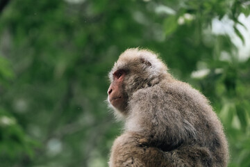 Naklejka premium Monkey primate macaque animal wildlife fur forest nature gray macaque resting with calm expression among soft green foliage in tropical habitat