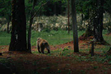 Naklejka premium Monkey forest tree wildlife animal nature woodland moss grass path, monkey walking through quiet forest path among tall tree, mossy ground, green woodland habitat, natural wildlife scene