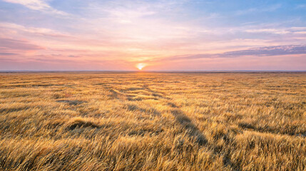 Obraz premium Endless golden wheat field under vibrant sunset with blue and pink hues in the sky