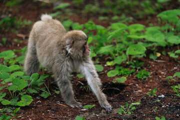 Naklejka premium Monkey forest animal wildlife primate fur green plant ground young monkey walking on forest floor with dense leaf, brown soil, natural wildlife habitat