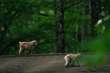 Naklejka premium Monkey forest boardwalk tree wildlife primate green nature animal Two monkey walking on wooden boardwalk in lush forest with tree trunk and green foliage