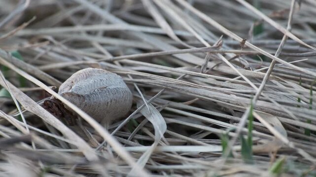 Praying Mantis Egg Case Ootheca on Dry Grass Closeup 