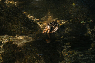 Naklejka premium Duck water stream bird nature wildlife, brown feather duck swimming through shallow forest stream with sunlight reflection, calm woodland habitat and rippled surface
