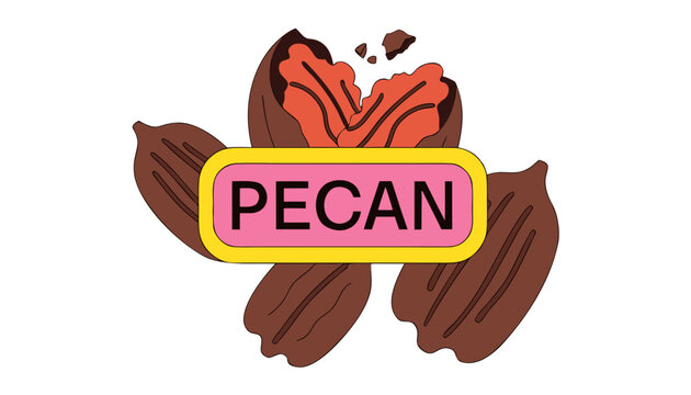 Very beautiful realistic vector of PECAN featuring whole and cracked pecans with rich brown texture and a colorful label reading "PECAN", isolated on white background.