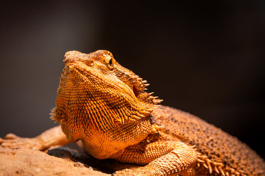 Close-up Portrait of a Bearded Dragon Lizard Sunbathing on a Rock, Detailed Macro Shot of Reptile Scales and Spikes with Warm Light Against Dark Background