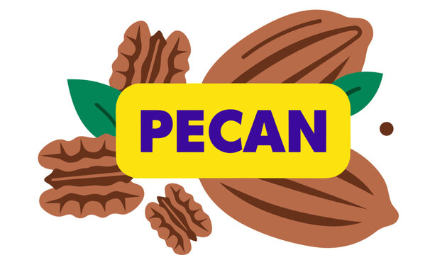 Very beautiful realistic vector of PECAN featuring whole and cracked pecans with rich brown texture and a colorful label reading "PECAN", isolated on white background.