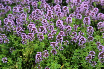 Fototapeta premium Dense clusters of purple creeping thyme (Thymus serpyllum) flowers blooming in a garden. Aromatic ground cover plant photographed in natural light with lush green foliage and soft background blur.