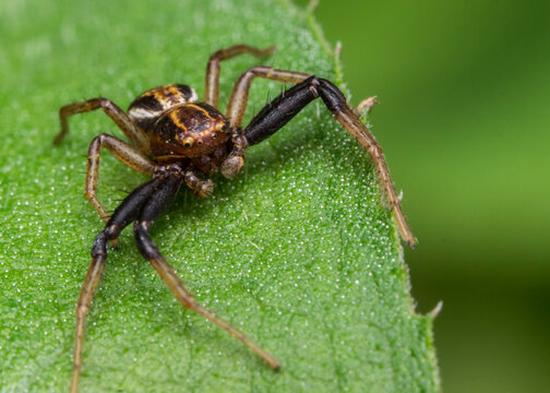 Close-up of Xysticus ulmi (Walnut Orbweaver Spider) on Green Leaf, Macro Shot for Nature Projects