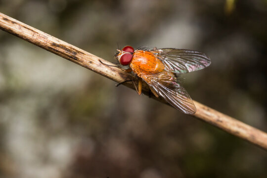 Orange-bodied Muscid Fly (Phaonia subventa) on Dry Stem, Macro Shot for Science and Media