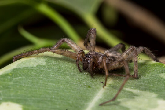 Brown Domestic House Spider (Tegenaria domestica) on Variegated Leaf &ndash; Macro Arachnid Detail