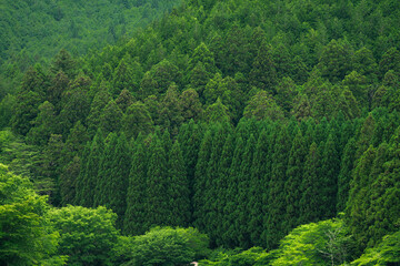 Fototapeta premium Green forest tree woodland nature landscape foliage hill wilderness lush environment cover rolling hillside with dense evergreen canopy and fresh spring growth