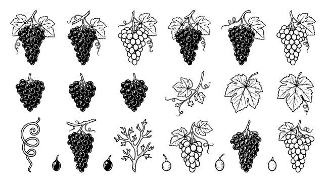 :
Black Grape Bunch Vector Collection with Vine Leaves Botanical Fruit Illustrations