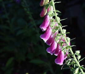 Foxglove flowers blooming in a vibrant garden © Michael