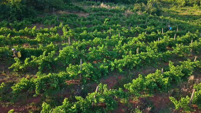 Aerial drone scene of a green vineyard with parallel grapevine rows and warm natural light, ideal for commercial agriculture, wine and travel-related stock media and two farmers spraing grapes.