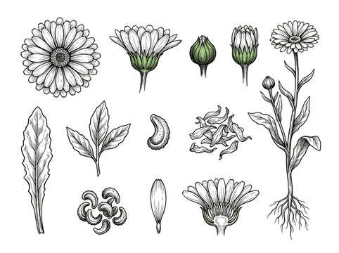 Black ink sketch illustration set of calendula botanical plant elements, flower, bud, leaf and seed, isolated on white background