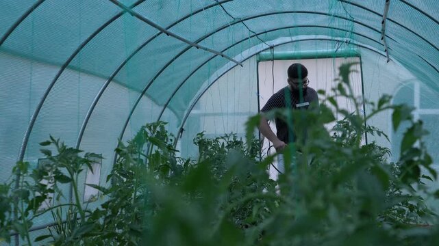 Rows of tomato plants inside a greenhouse with a farmer performing crop care activities in the background among cultivated vegetation.