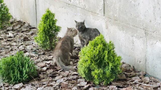 Two angry stray cats confront each other fiercely. They prepare to fight aggressively next to a concrete wall and green bushes. The atmosphere feels tense and hostile.