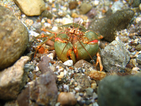 Aegla, cangrejo de rio