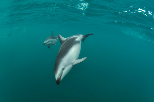 Delfin oscuro en Patagonia