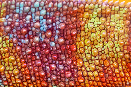 Chameleon skin. Close-up of chameleon skin for background and wallpaper.An exotic animal. Textured background.