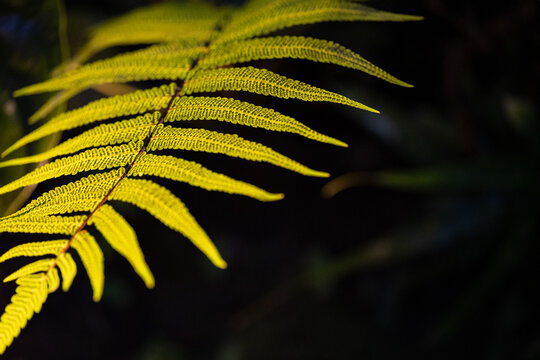 Macro of green fern leaf with textured spores against dark background