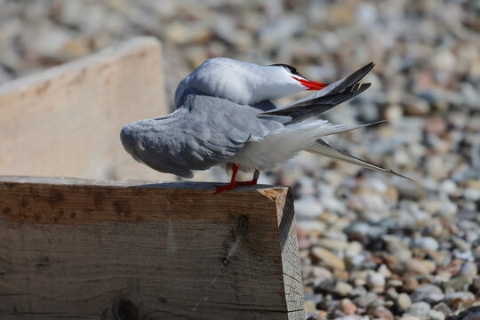 tern