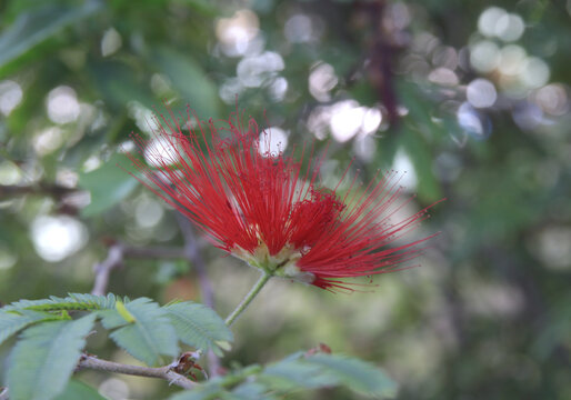 Exotische rote Puderquastenstrauch Bl&uuml;te Calliandra im Sonnenlicht