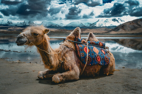 Camel infront of the Karakul Lake and the Pamir Mountains in Xinjiang Uyghur Autonomous Region of China. 