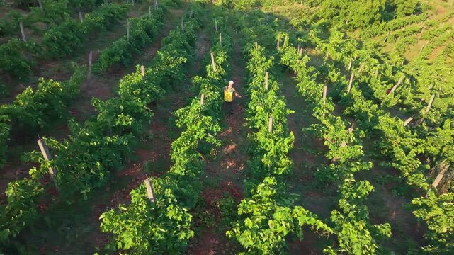 Drone footage flying over a lush vineyard with organized grapevine rows, ideal for commercial themes of farming, viticulture, countryside travel and sustainable agriculture and two farmers spraing gra