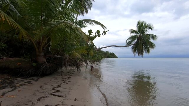 Peaceful tropical shoreline at Playa Estrella, Bocas del Toro, Panama, featuring a distinctive leaning coconut palm over calm Caribbean water. 