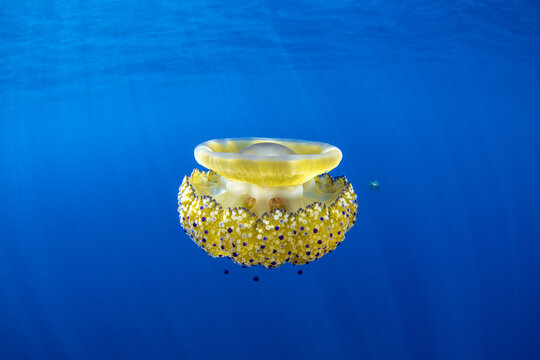 View of a Mediterranean jellyfish with a yellow bell and purple-spotted tentacles swimming in the deep blue sea near Vis, Split-Dalmatia County, Croatia.