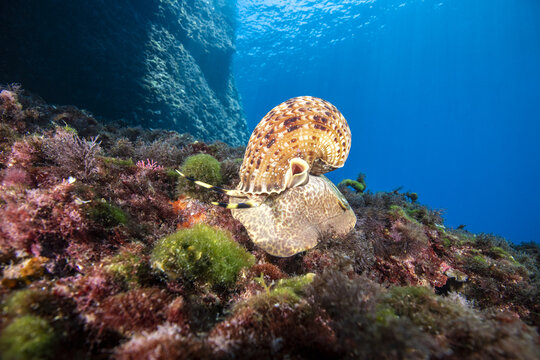 View of a large sea snail resting on a rocky seabed covered with colorful algae and seaweed in the clear blue waters off the coast of Vis, Split-Dalmatia County, Croatia.