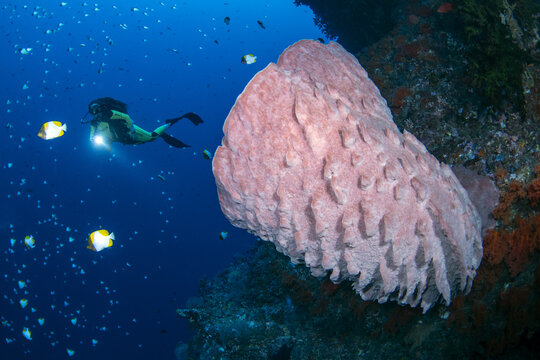 View of a scuba diver exploring a coral reef with a large pink barrel sponge and schools of tropical fish in the deep blue waters of Indonesia.