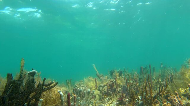 Sunlight filtering through clear tropical water above a vibrant Caribbean coral reef ecosystem