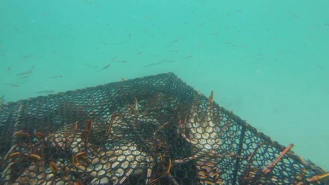 Tropical reef fish swimming beside a lobster trap with live Caribbean spiny lobsters underwater